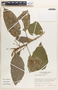 Hieronyma oblonga image