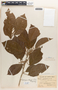 Hieronyma oblonga image