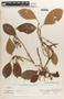 Hieronyma oblonga image