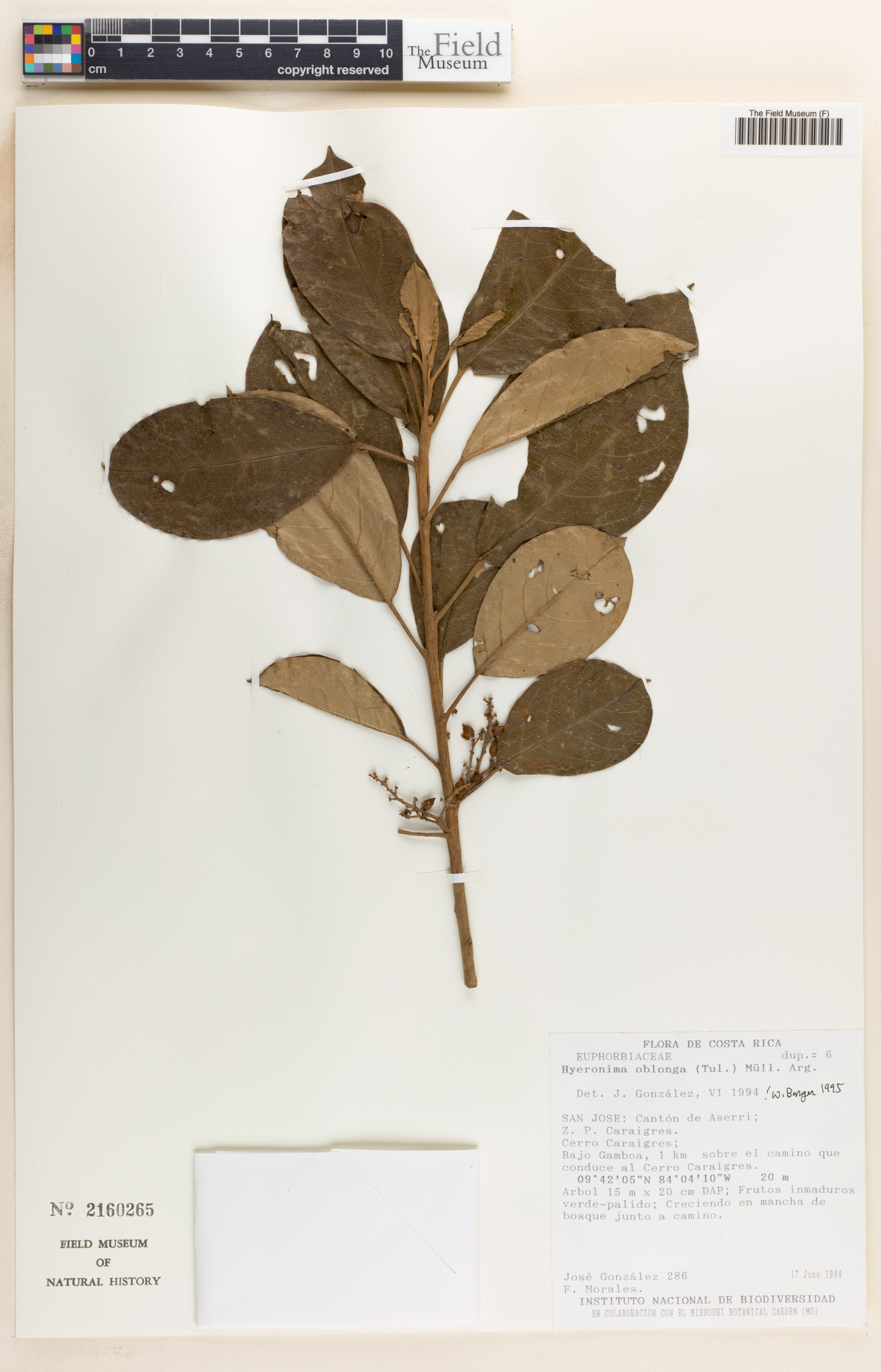 Hieronyma image