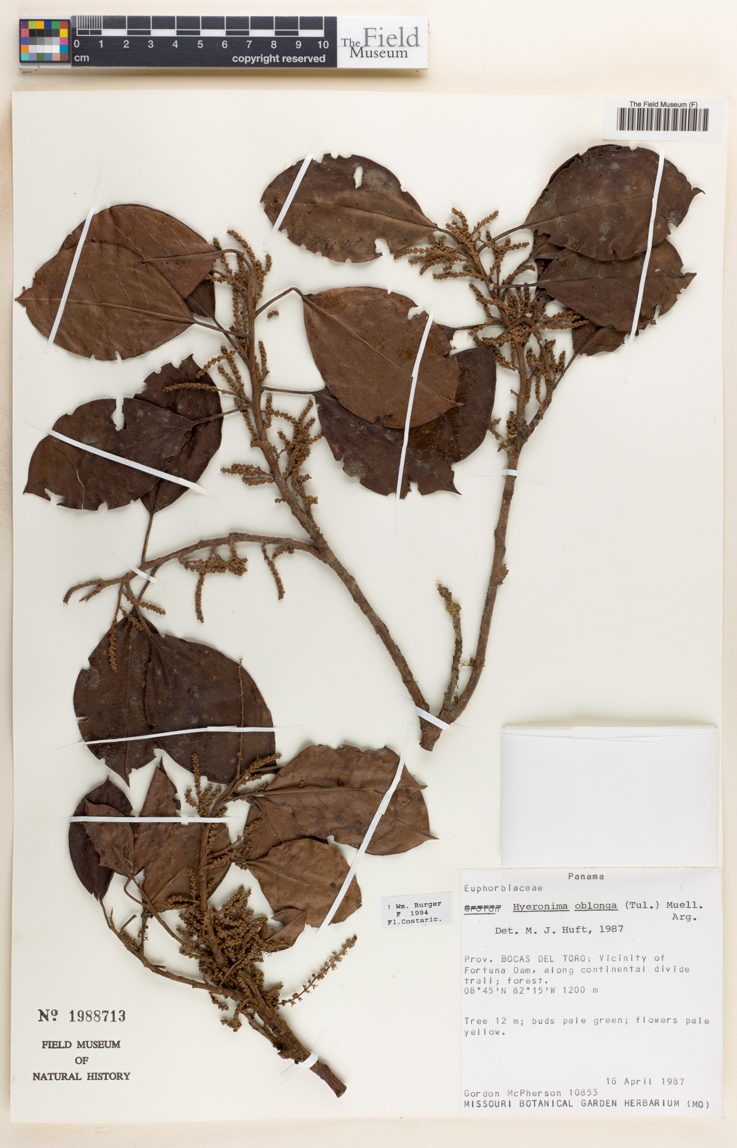 Hieronyma oblonga image