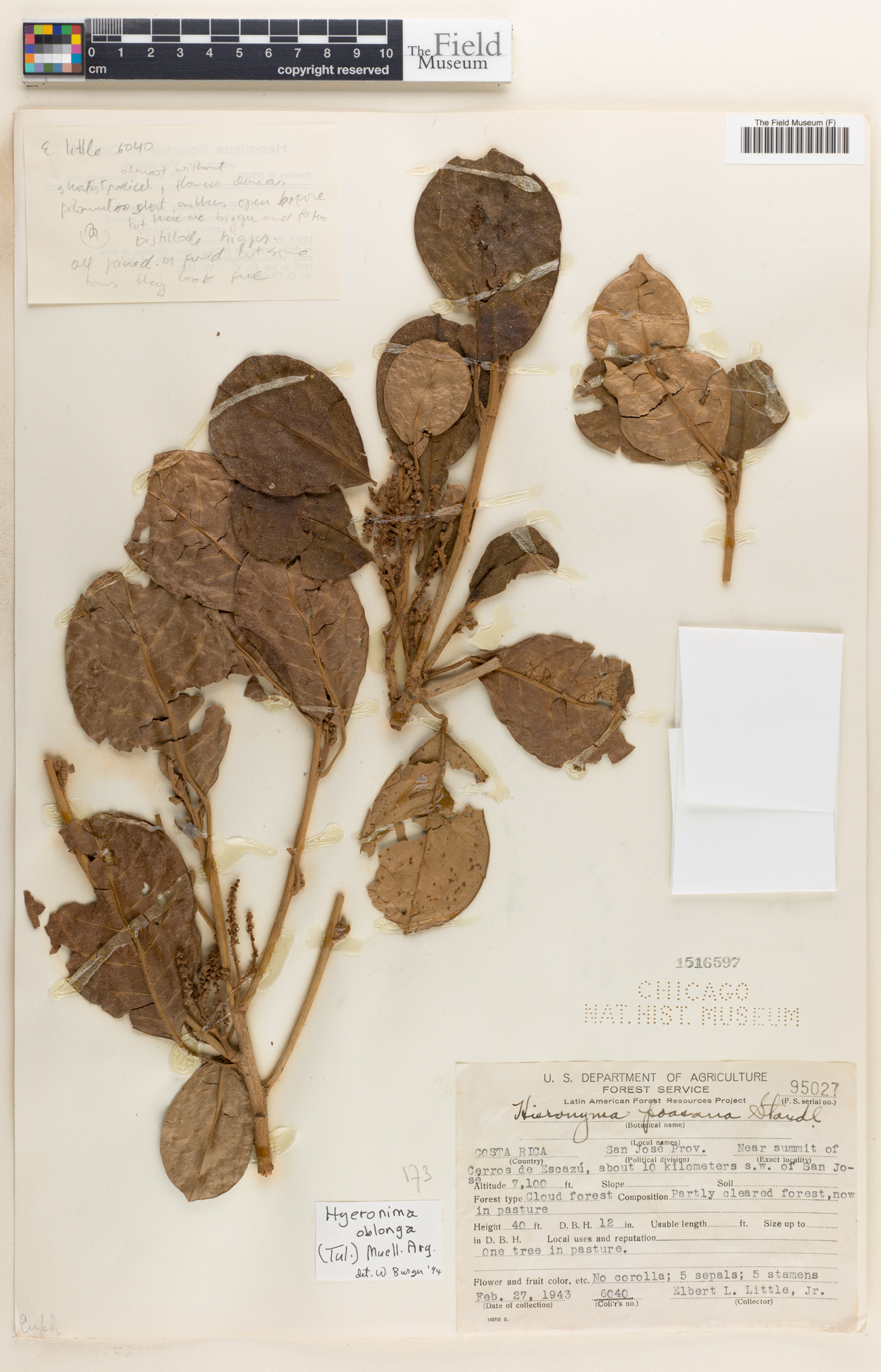 Hieronyma oblonga image