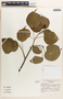 Hura crepitans image