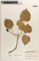 Hura crepitans image