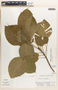 Hura crepitans image