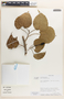 Hura crepitans image
