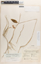 Barkeria lindleyana subsp. vanneriana image