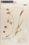 Barkeria lindleyana subsp. vanneriana image