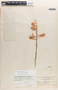 Barkeria lindleyana subsp. vanneriana image