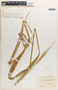 Zizania palustris image