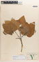 Jatropha curcas image