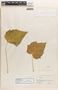 Jatropha curcas image