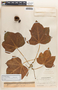 Jatropha curcas image