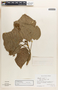 Jatropha curcas image