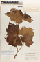 Jatropha curcas image