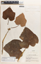 Jatropha curcas image