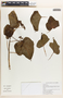 Jatropha curcas image