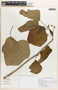 Jatropha curcas image