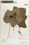 Jatropha curcas image