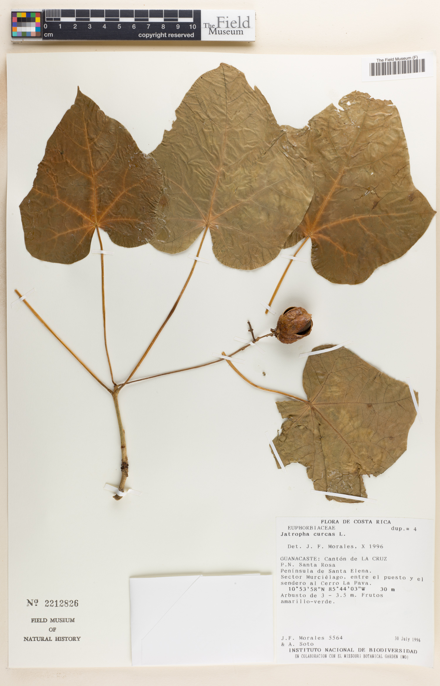 Jatropha curcas image