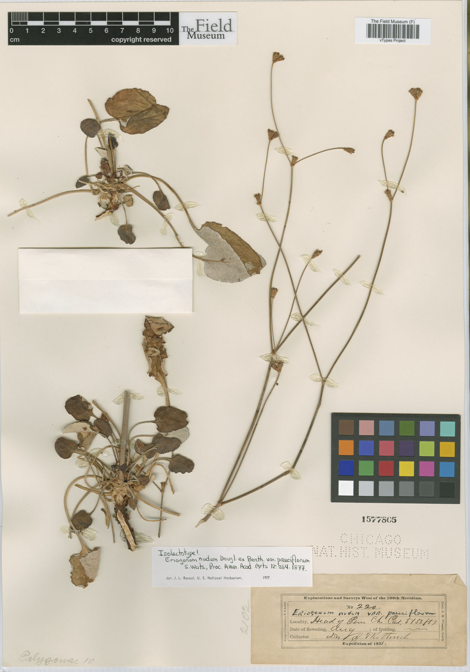 Eriogonum nudum var. pauciflorum image