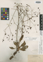 Eriogonum atrorubens var. pseudociliatum image