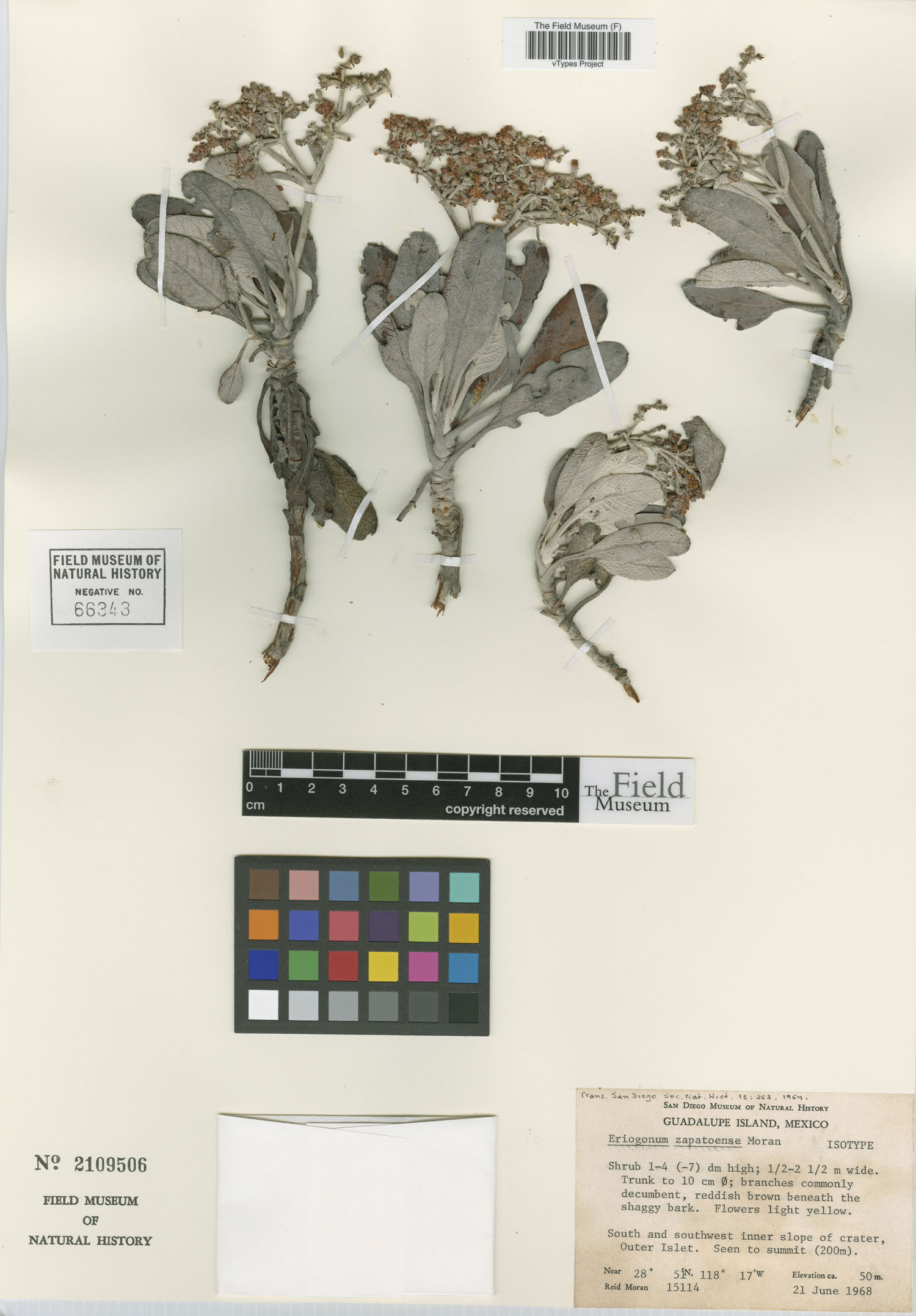 Eriogonum zapatoense image