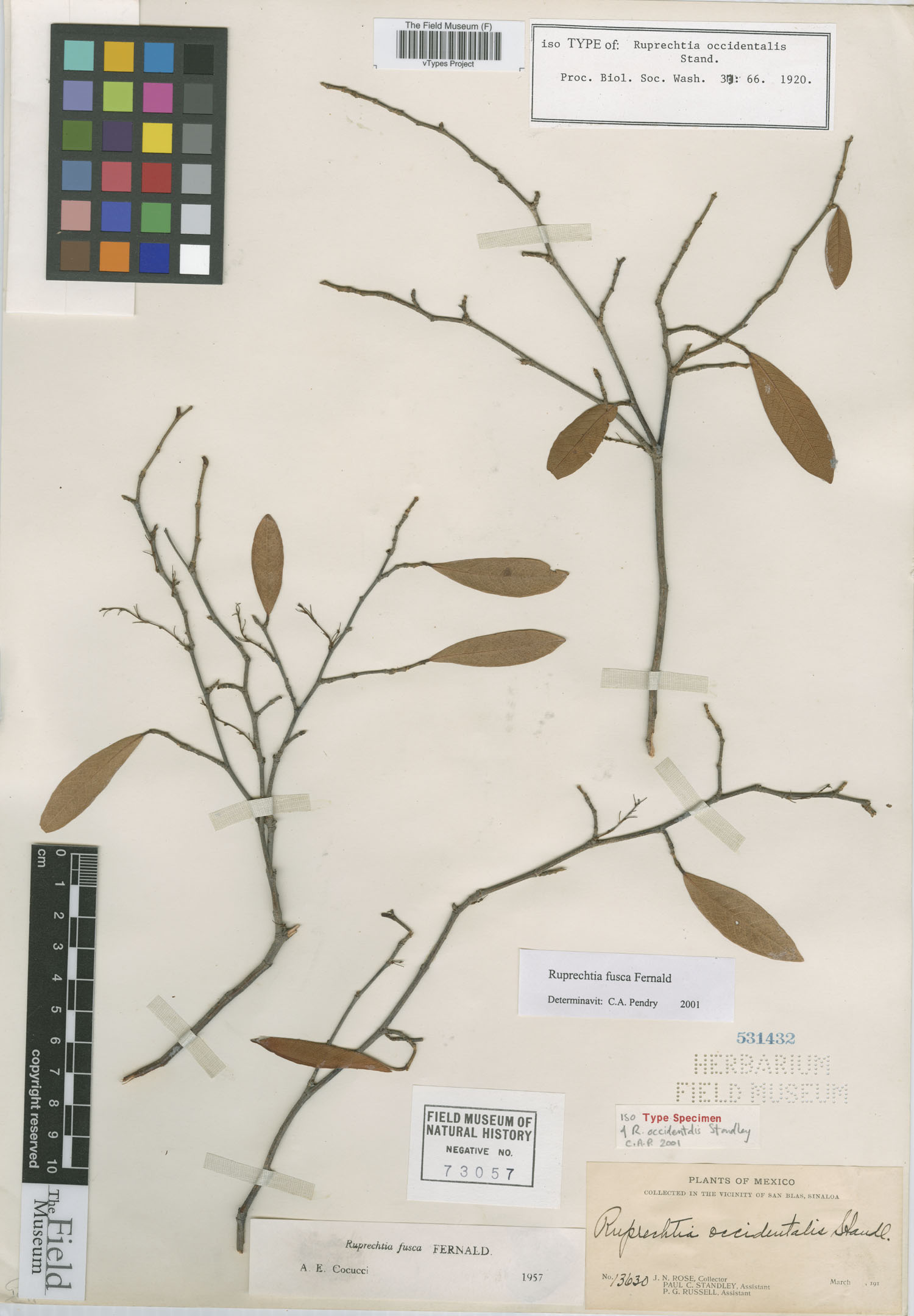 Ruprechtia occidentalis image