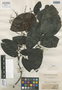 Symmeria paniculata image