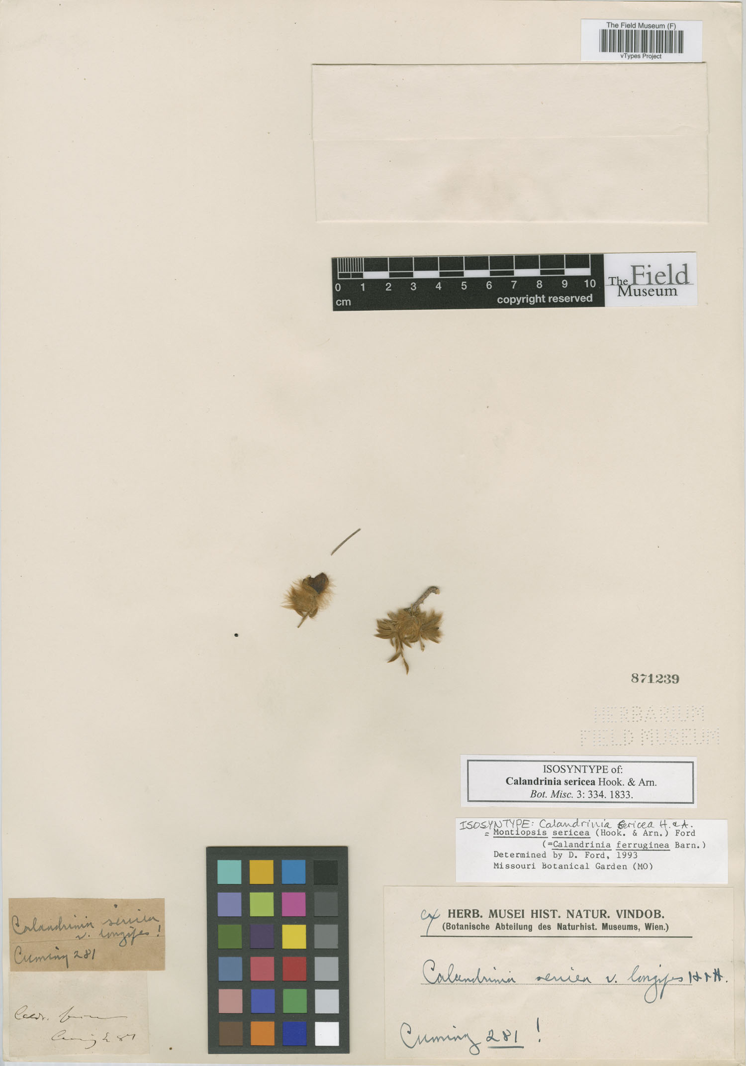 Montiopsis sericea image