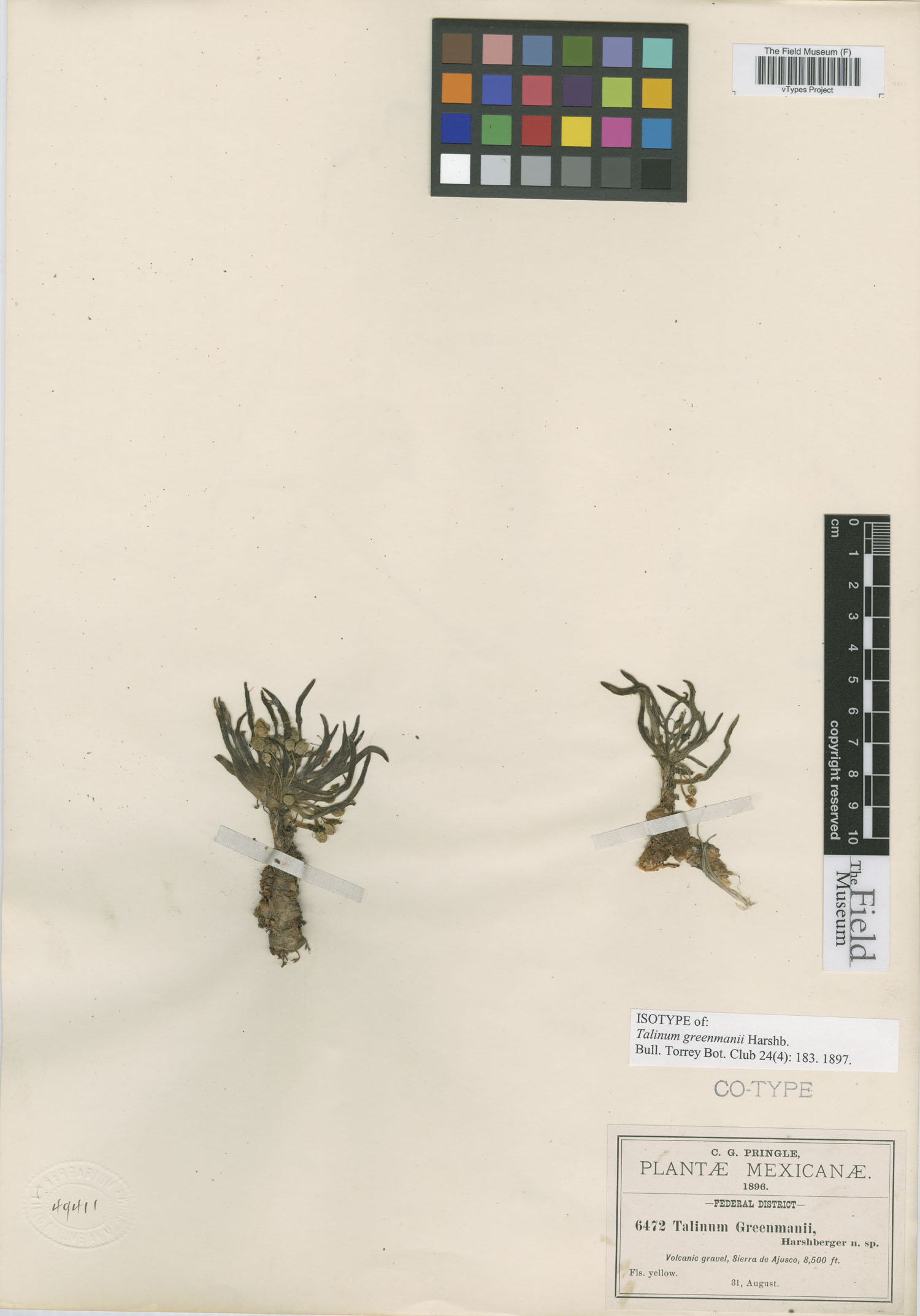 Phemeranthus humilis image