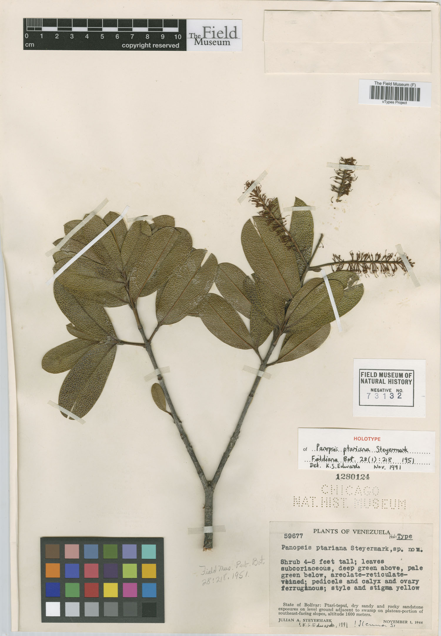 Panopsis ptariana image