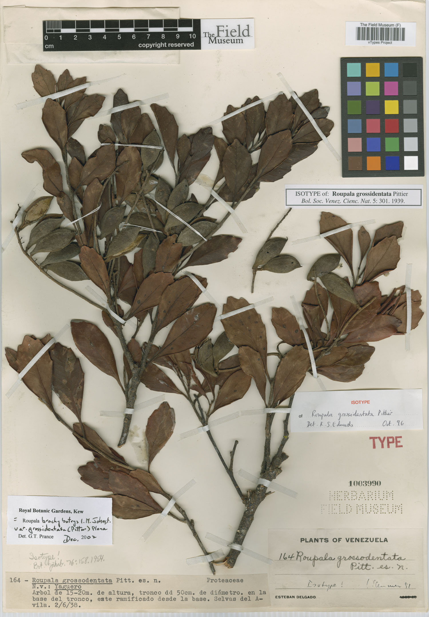 Roupala brachybotrys subsp. grossidentata image