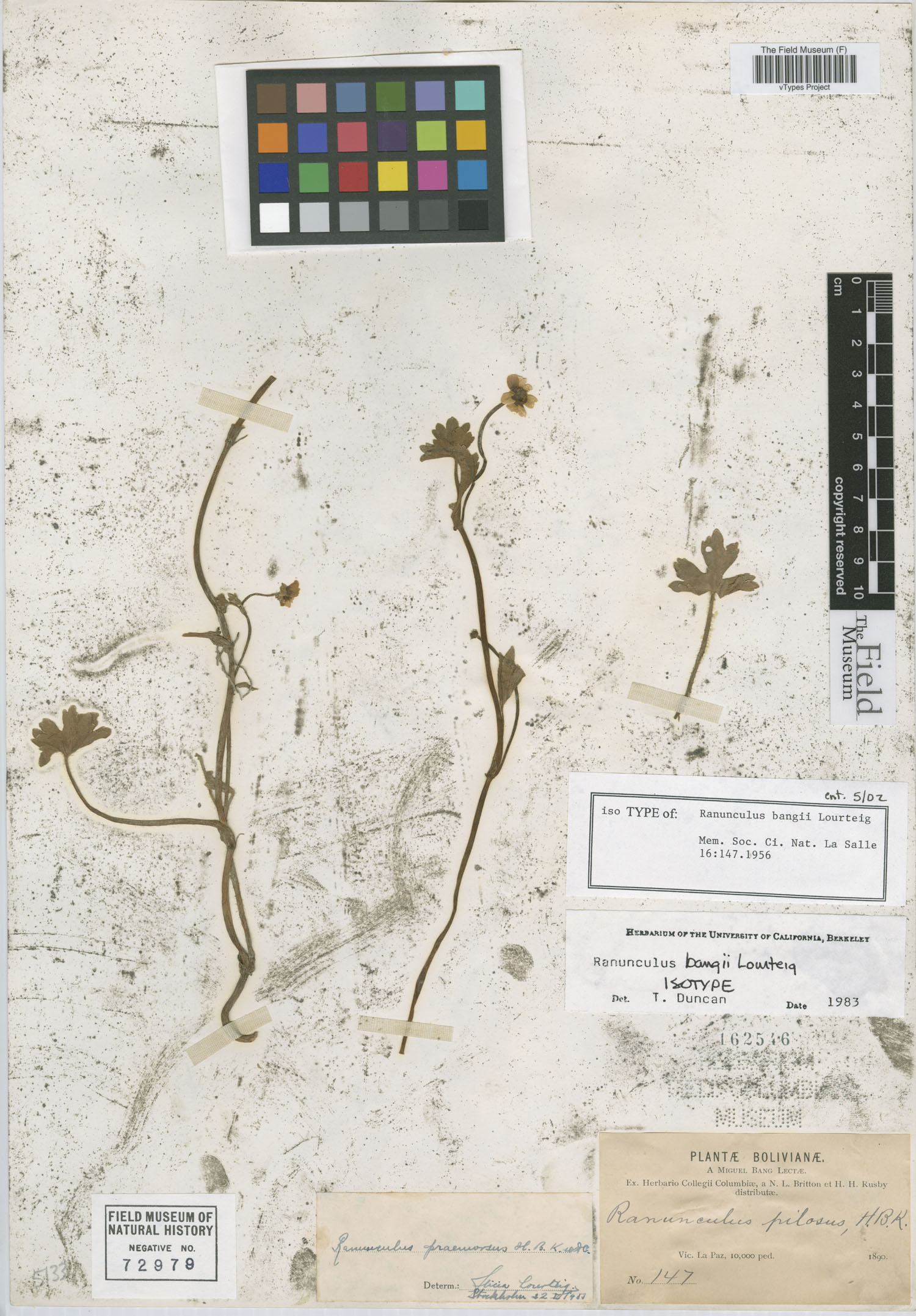 Ranunculus bangii image