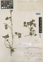 Ranunculus concinnus image