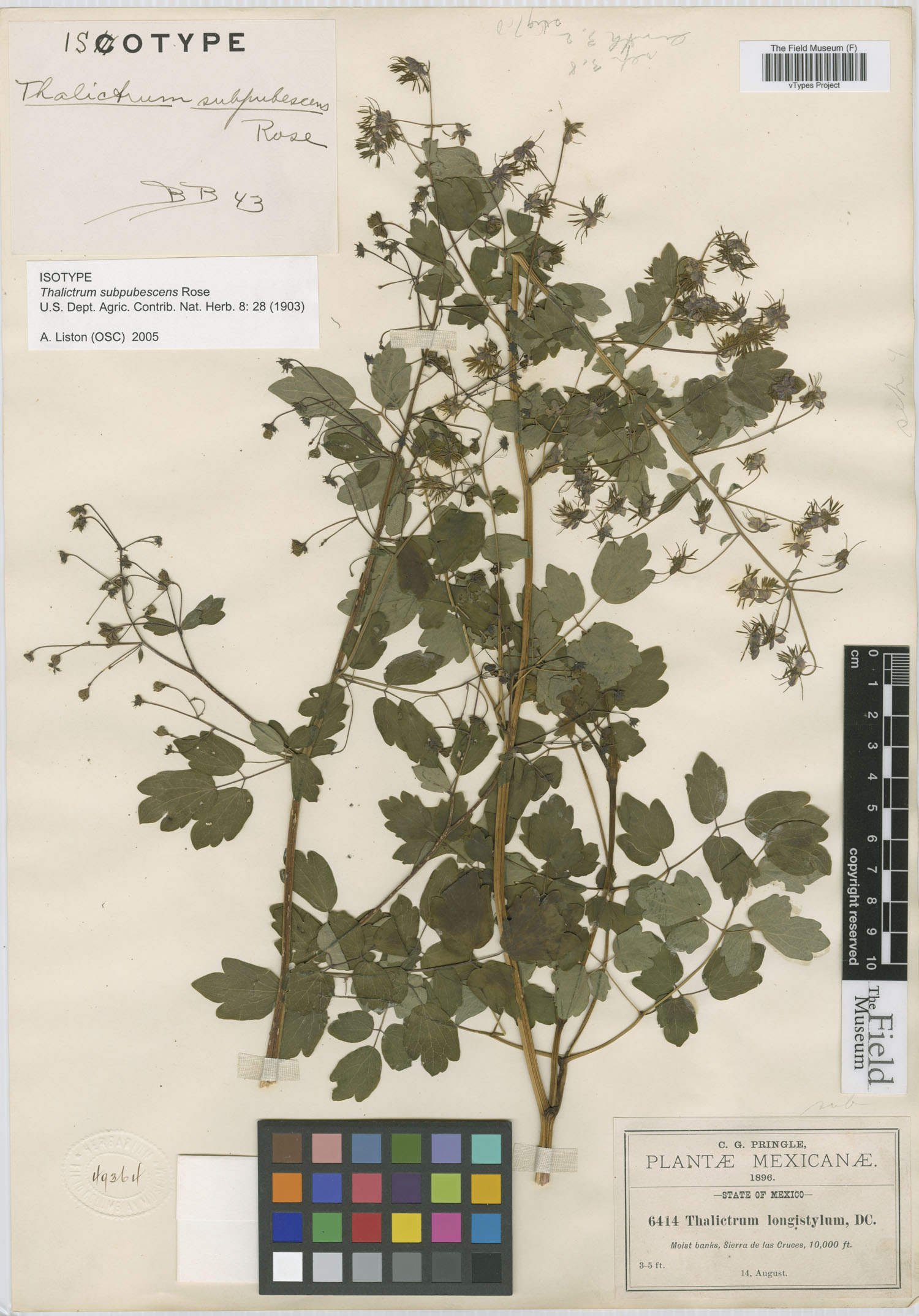 Thalictrum pubigerum image