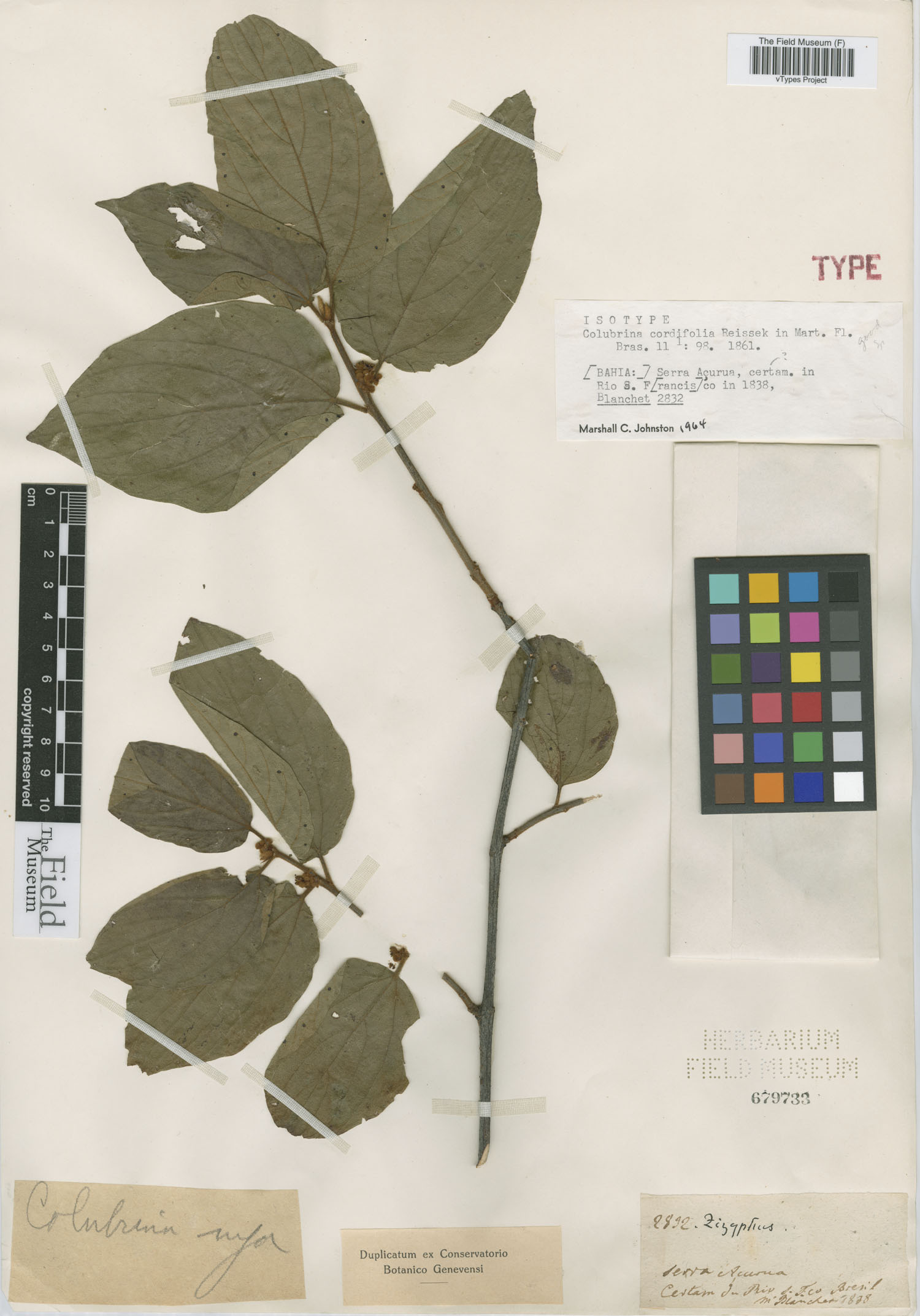 Colubrina cordifolia image