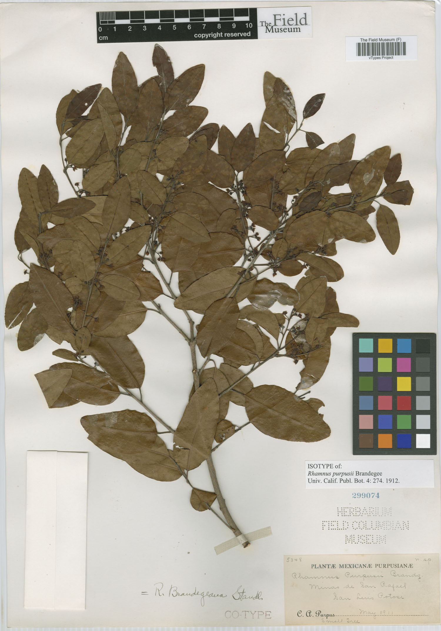 Krugiodendron image