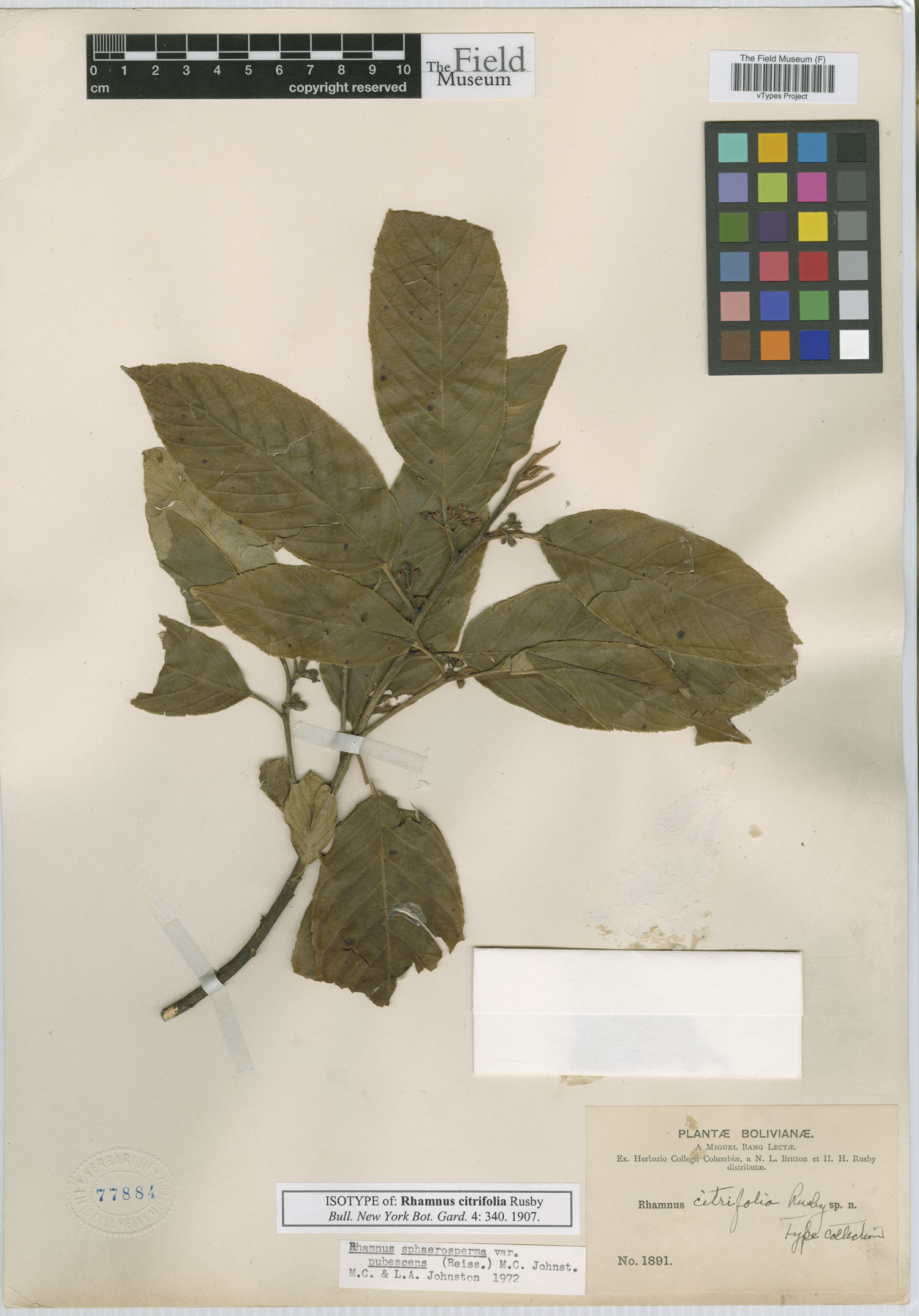 Rhamnus citrifolia image