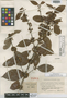 Cassipourea floribunda image