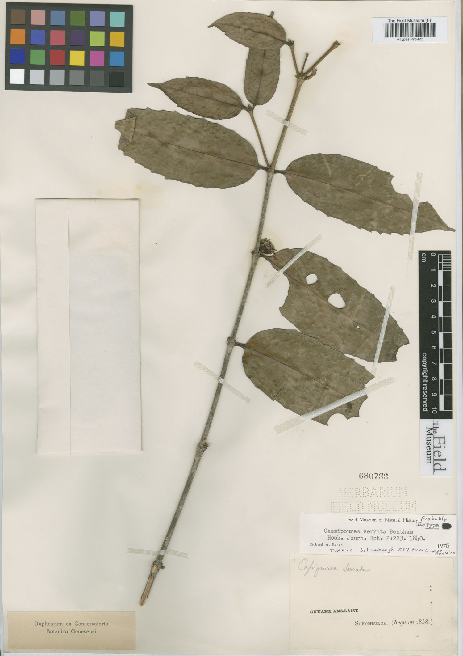 Cassipourea guianensis var. serrata image