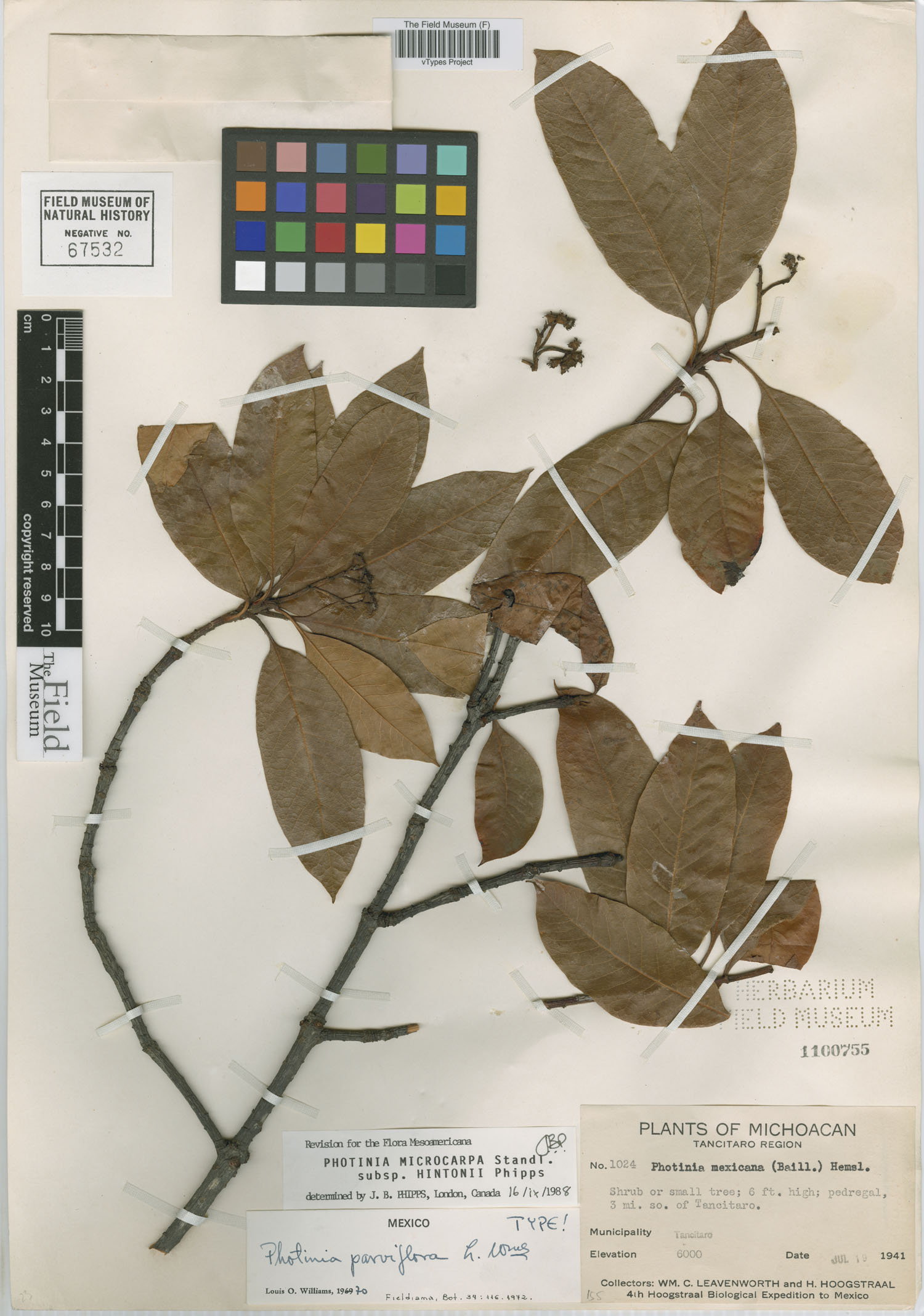 Photinia parviflora image