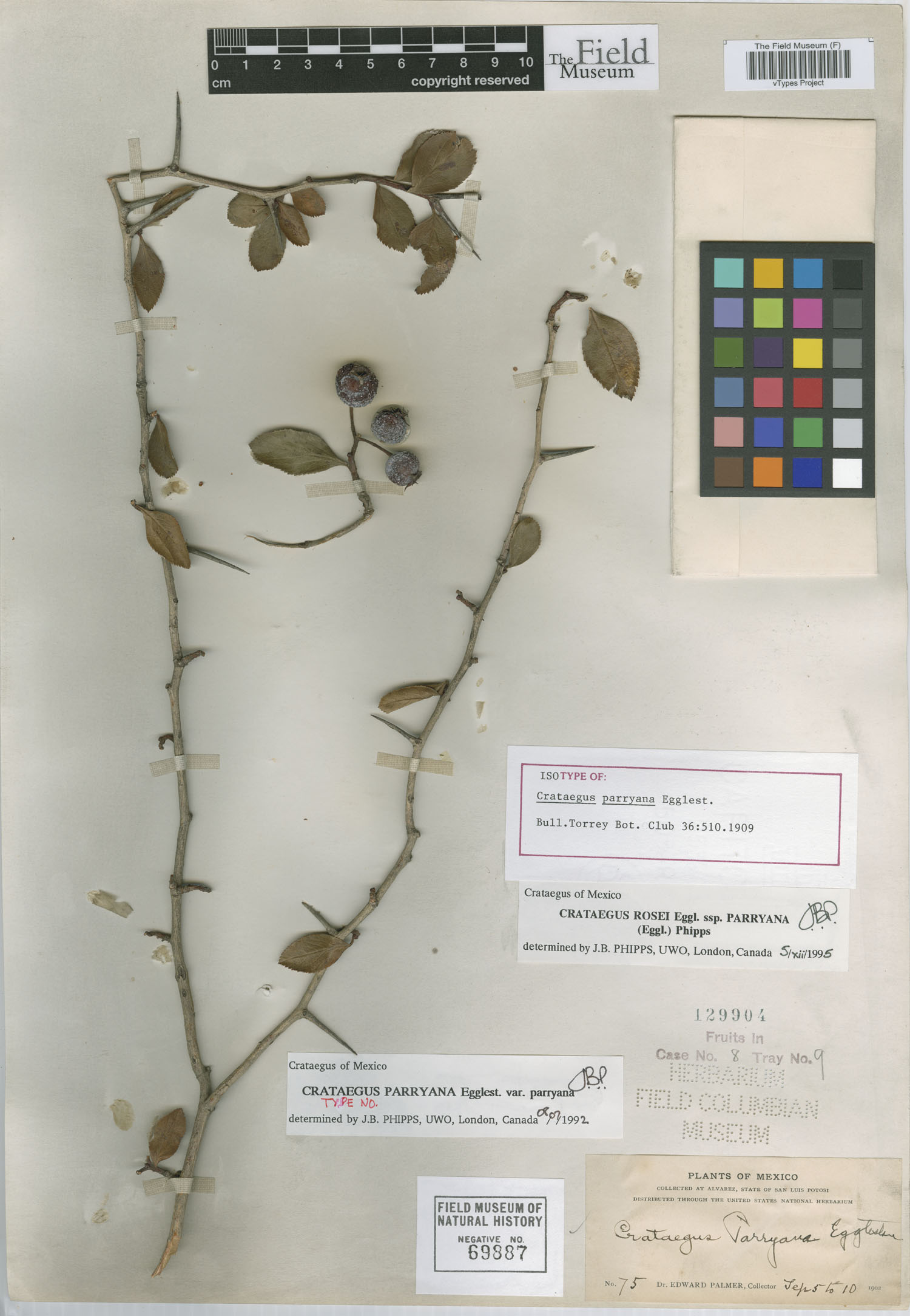 Crataegus rosei subsp. parryana image