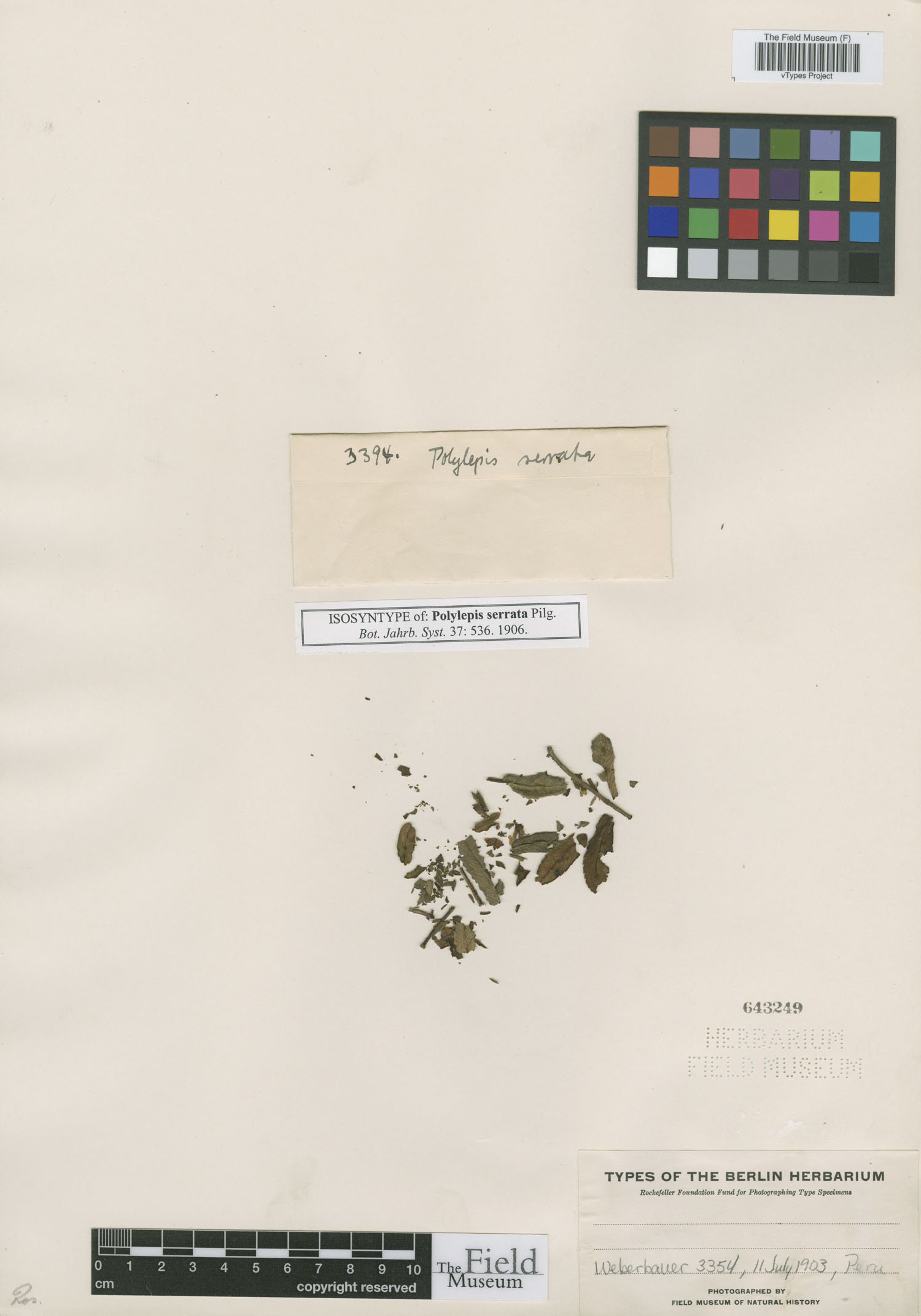 Polylepis serrata image