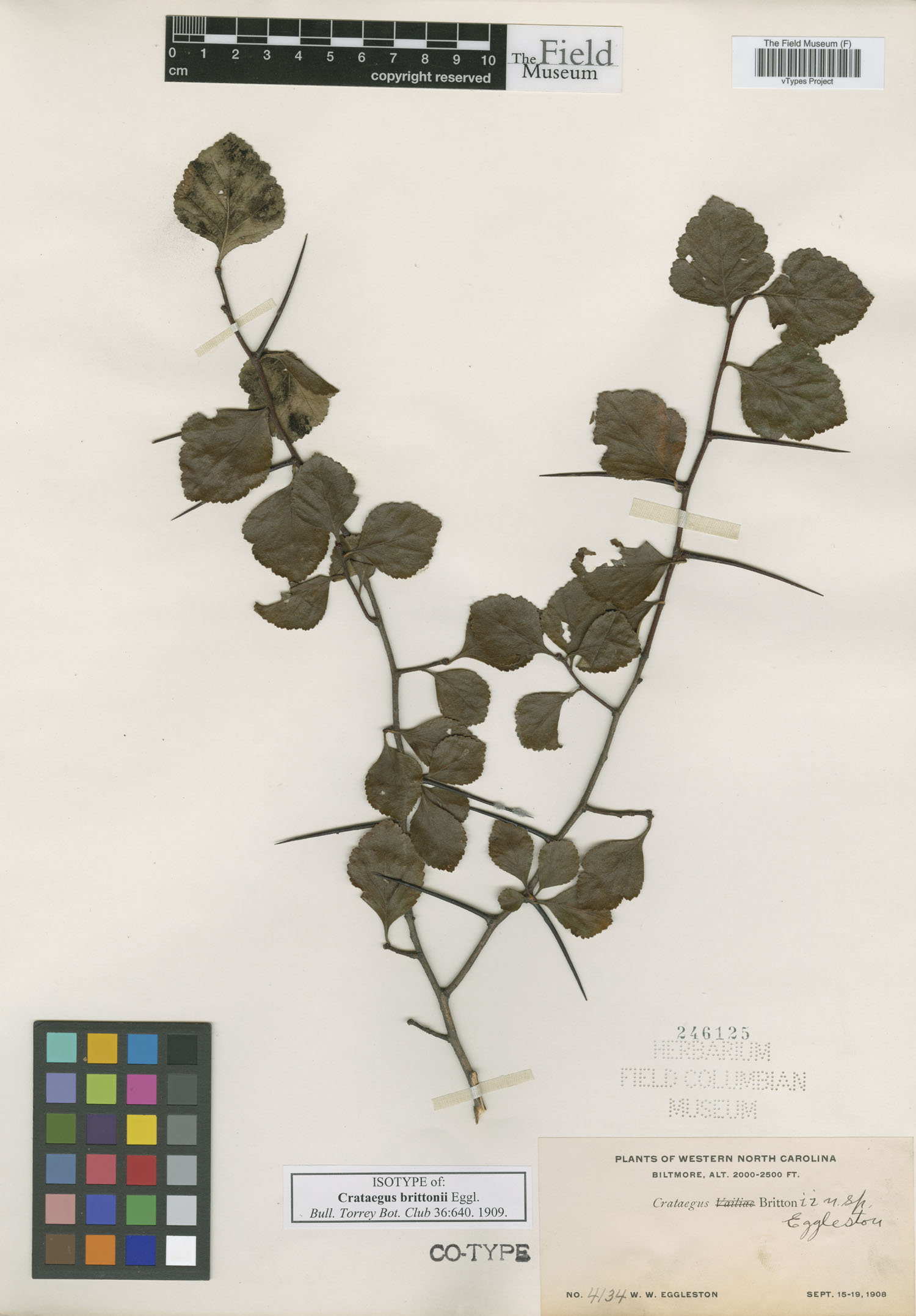 Crataegus brittonii image