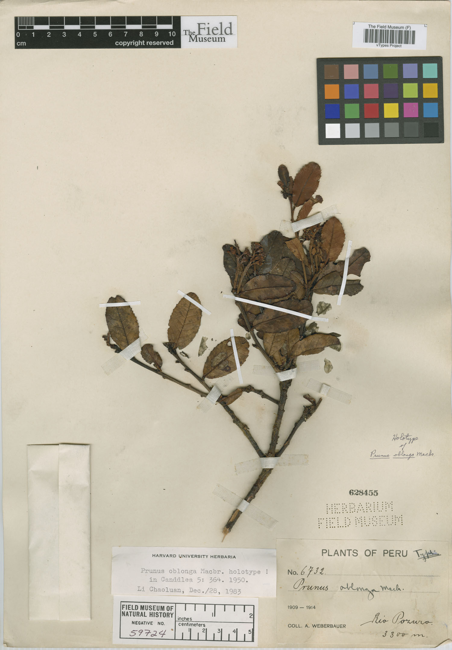 Prunus oblonga image