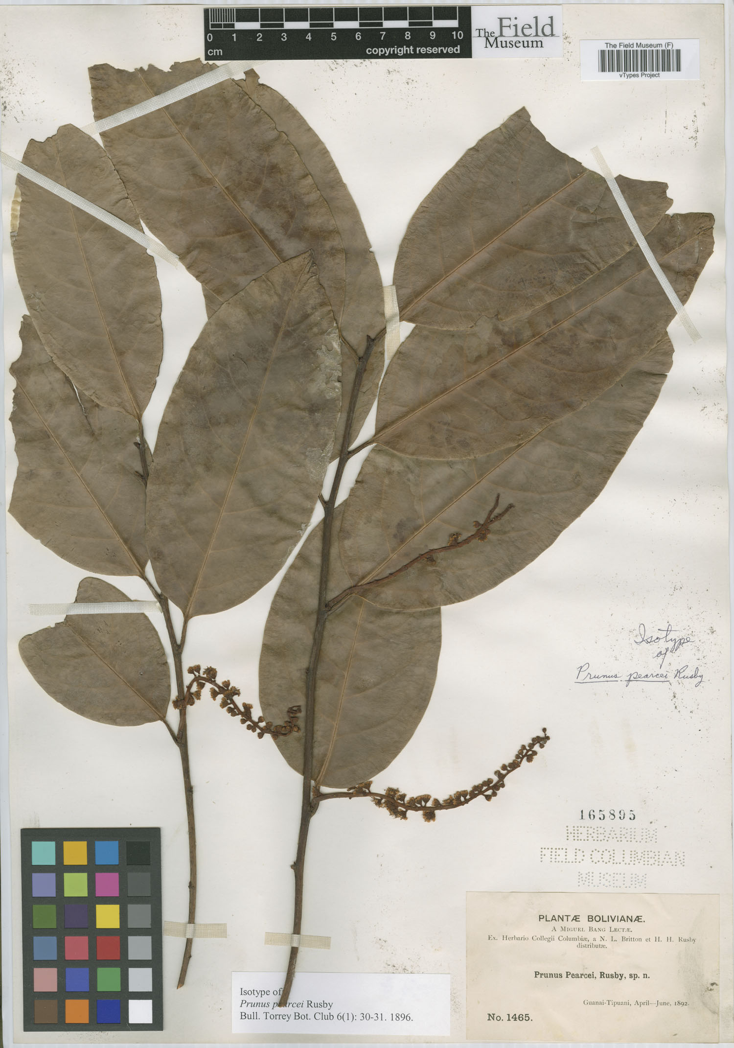 Prunus pearcei image