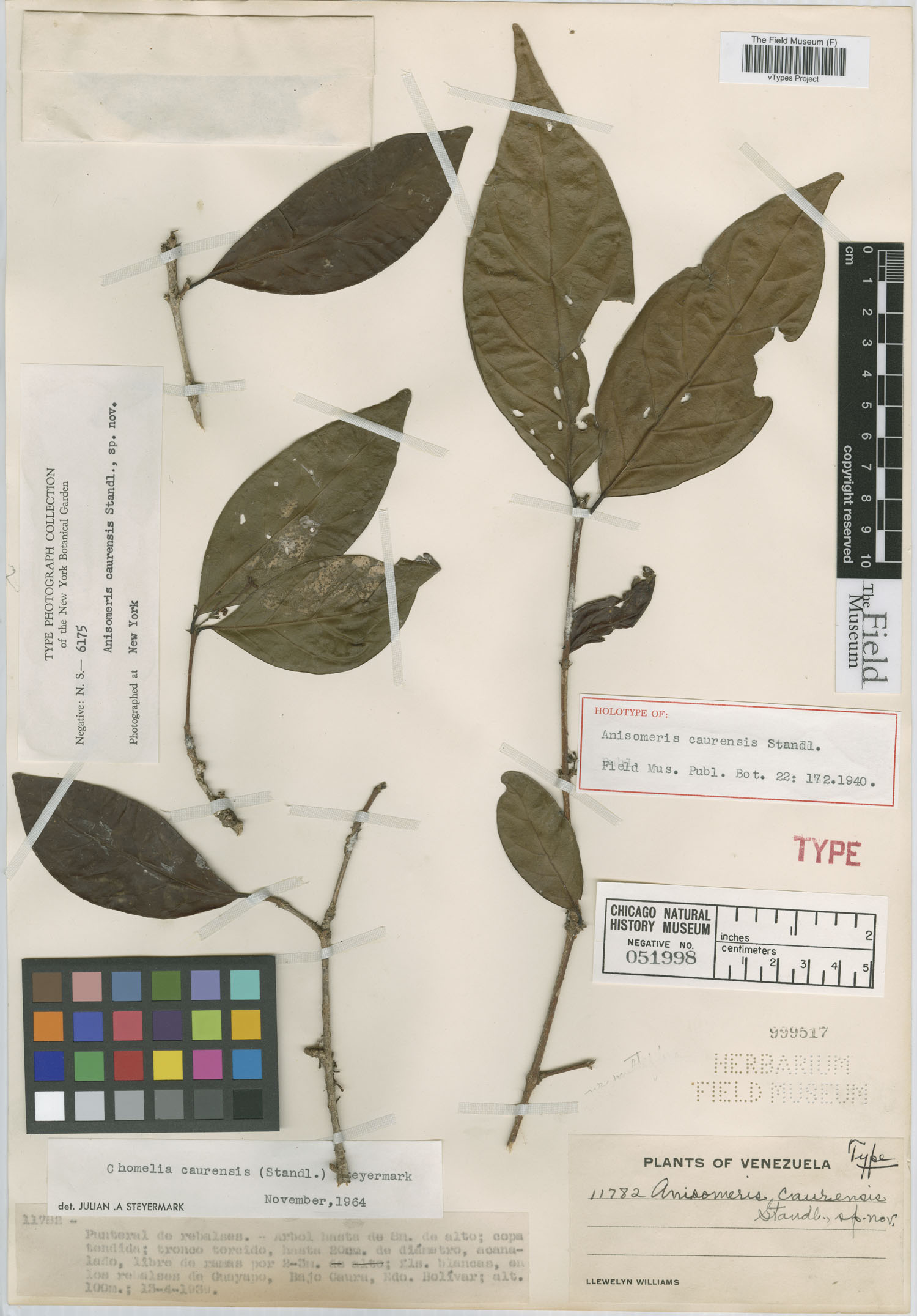 Chomelia caurensis image