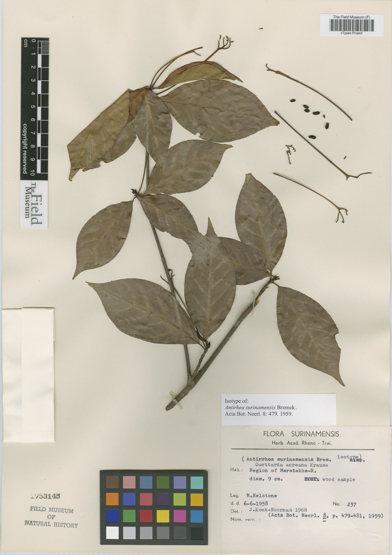 Stenostomum acreanum image