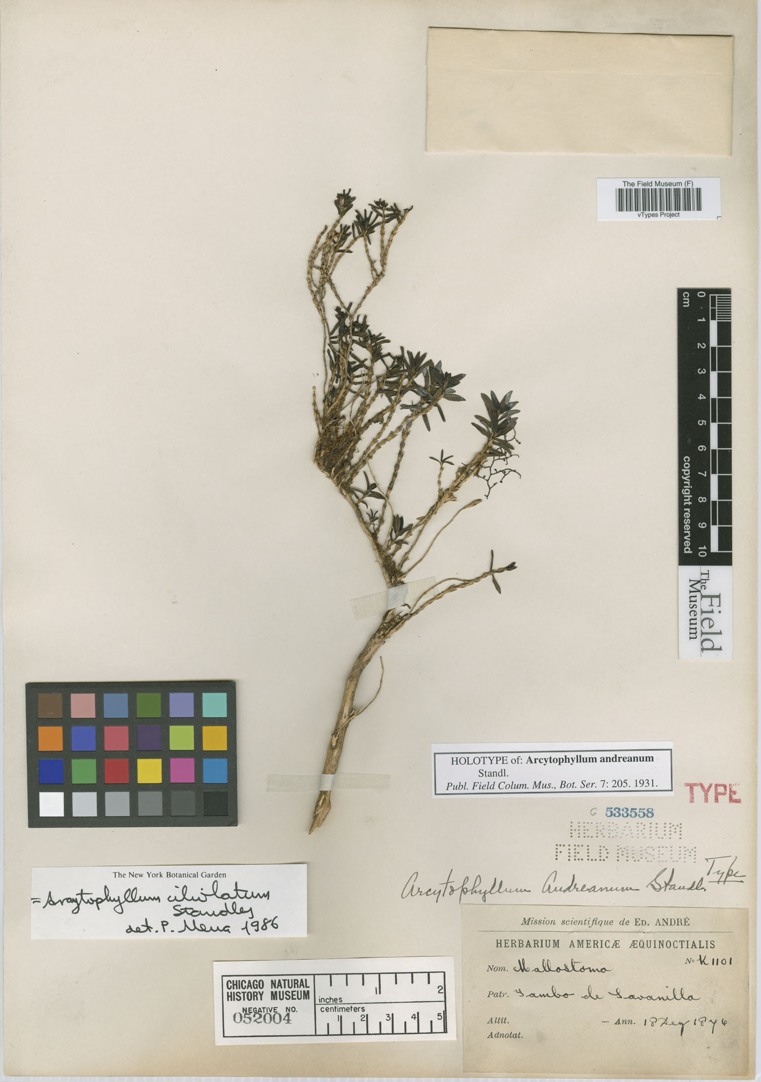 Arcytophyllum andreanum image